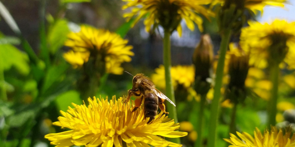 Perché le verdure amare favoriscono la digestione