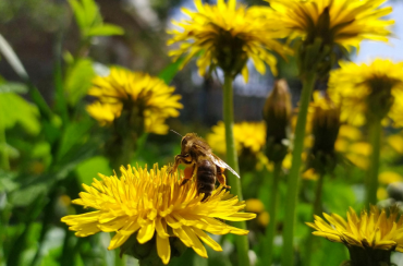 Perché le verdure amare favoriscono la digestione