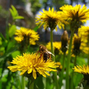 Perché le verdure amare favoriscono la digestione